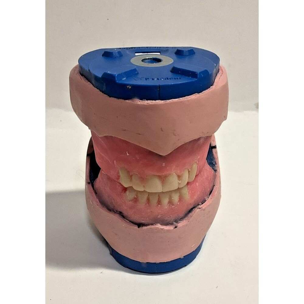 Wax Denture Fabrication Dental Art Model